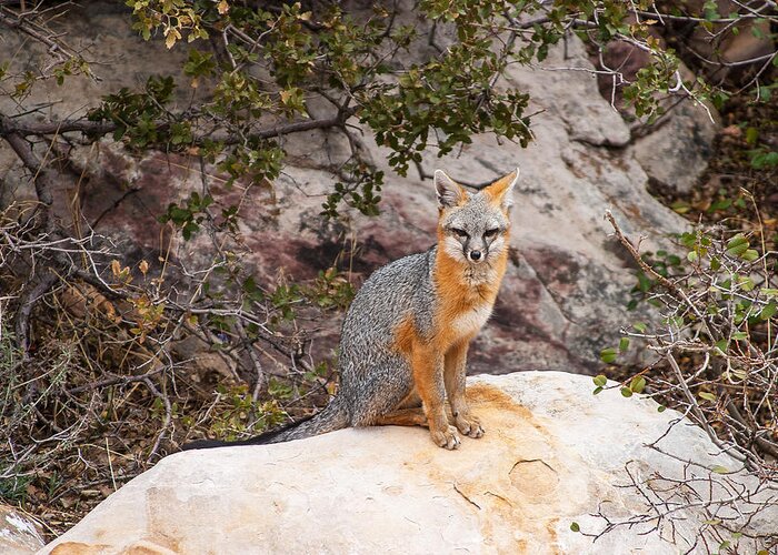 Gray Foc Greeting Card featuring the photograph Gray Fox II by James Marvin Phelps