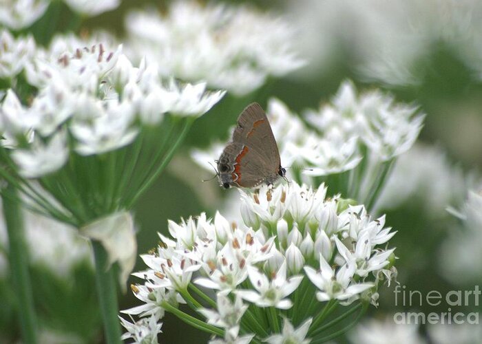Gray Hairstreak Greeting Card featuring the photograph Gray Hairstreak On White Blossoms by Living Color Photography Lorraine Lynch