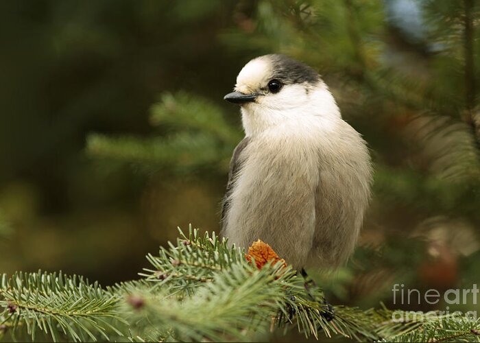 Art Canvas Print Greeting Card featuring the photograph Gray Jay on an Autumn Day by Inspired Nature Photography Fine Art Photography