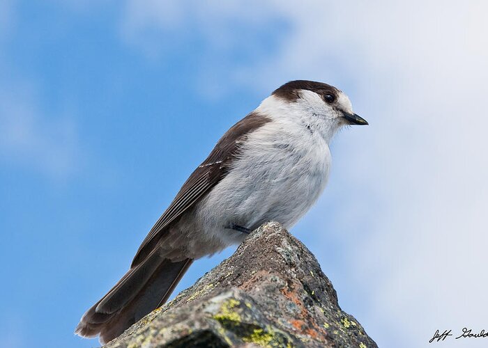 Animal Greeting Card featuring the photograph Gray Jay With Blue Sky Background by Jeff Goulden