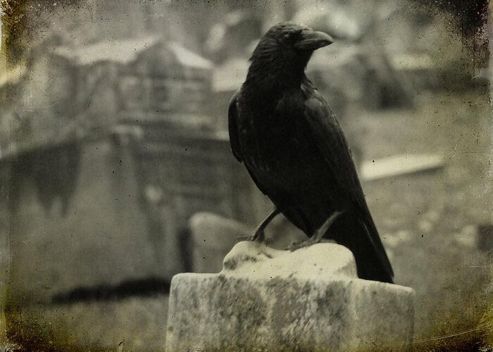 Crow Greeting Card featuring the photograph Gray Rainy Day Raven In Graveyard by Gothicrow Images