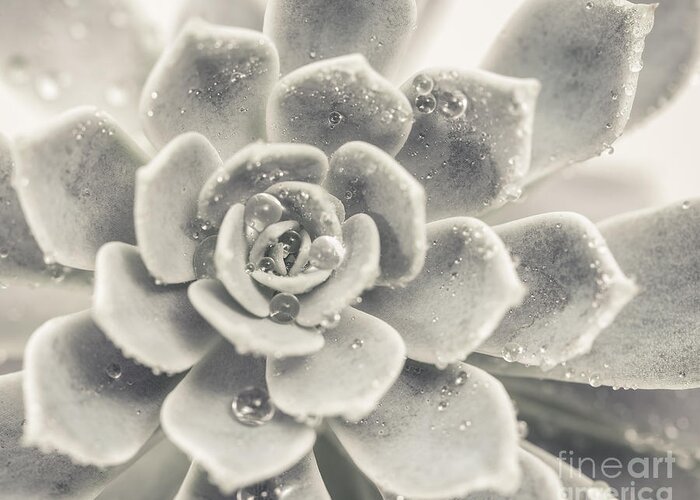 Succulent Greeting Card featuring the photograph Gray Succulent by Lucid Mood