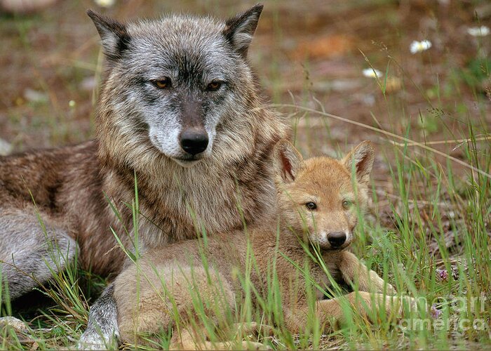 Gray Wolf Greeting Card featuring the photograph Gray Wolf With Pup by Art Wolfe