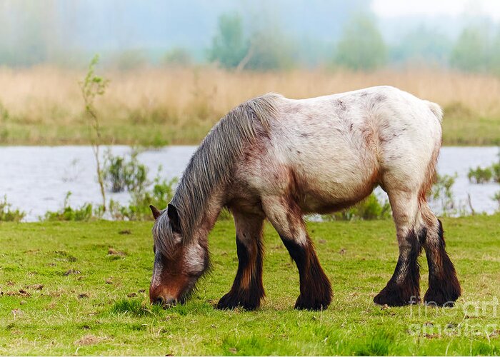Grazing Greeting Card featuring the photograph Grazing horse by Nick Biemans