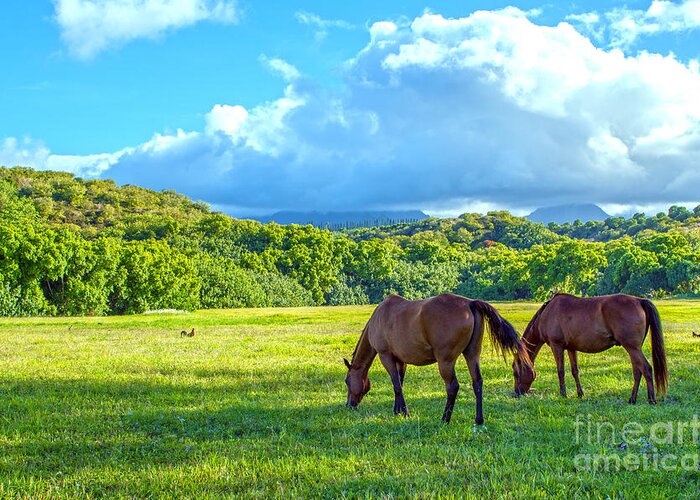 Horses Greeting Card featuring the photograph Grazing In Paradise by Roselynne Broussard