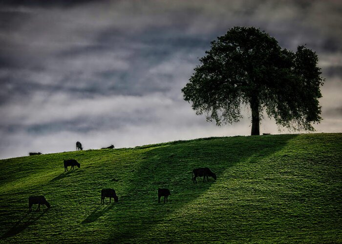 Cow Greeting Card featuring the photograph Grazing Near A Solitary Tree by Robert Woodward