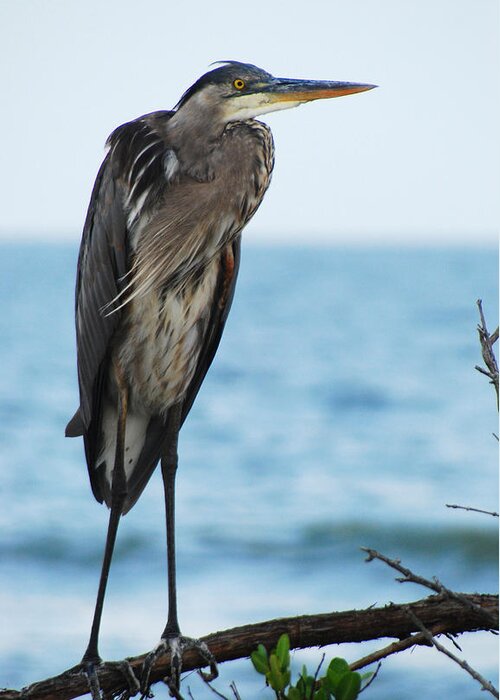 Birds Greeting Card featuring the photograph GREAT BLUE HERON - PERCHED No.2 by Janice Adomeit