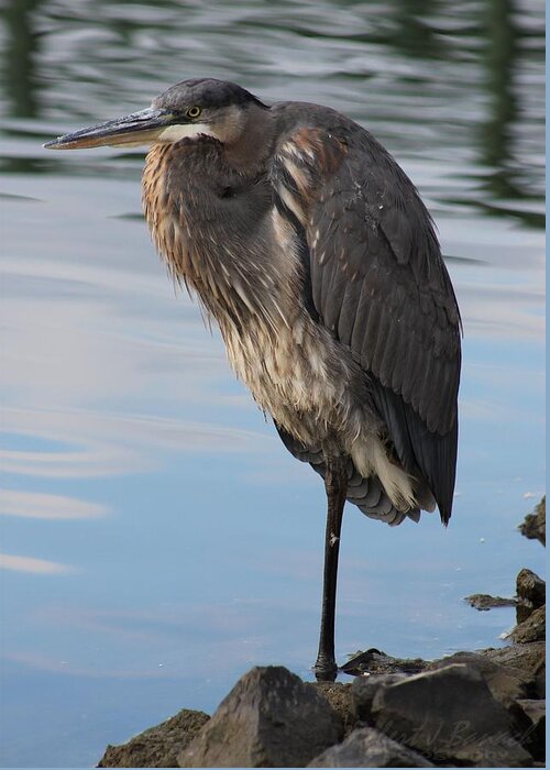 Ornithology Greeting Card featuring the photograph Great Blue Heron at Deep Water Lagoon by Robert Banach