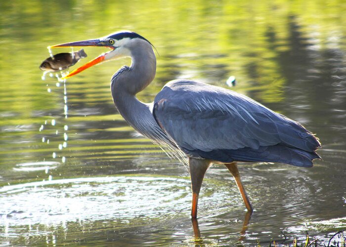 Great Greeting Card featuring the photograph Great Blue Heron Catching Fish by Diana Haronis