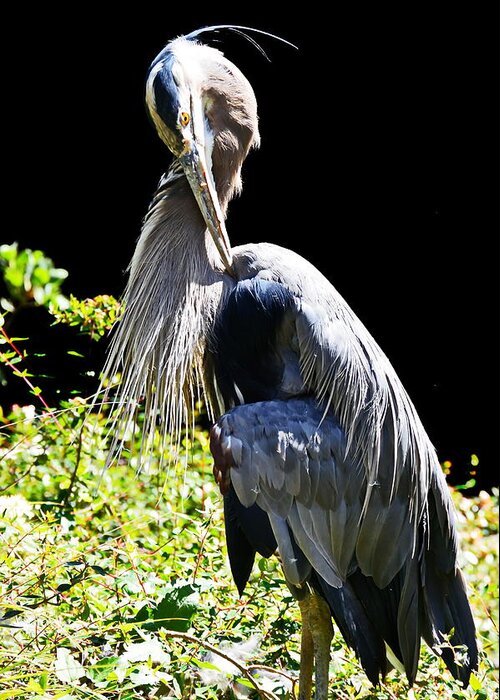 Great Blue Heron Greeting Card featuring the photograph Great Blue Heron by Christina Ochsner