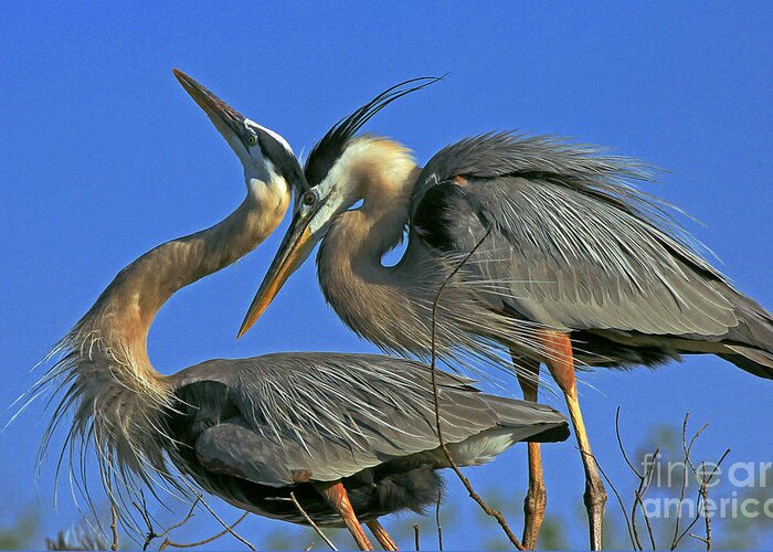 Great Blue Heron Greeting Card featuring the photograph Great Blue Heron courting pair by Larry Nieland