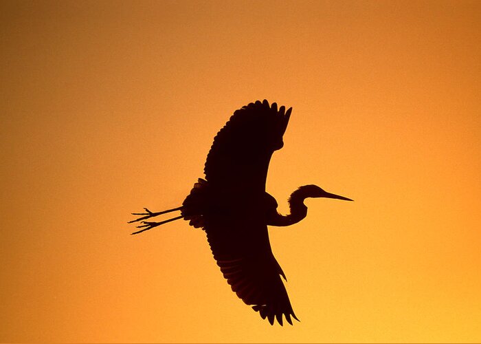 Feb0514 Greeting Card featuring the photograph Great Blue Heron Flying At Sunset by Tom Vezo
