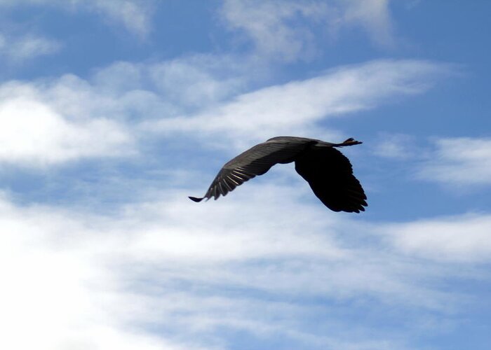 Great Blue Heron Greeting Card featuring the photograph Great Blue Heron Flying Past the Clouds Above Trojan Pond 2 by Dawna Morton