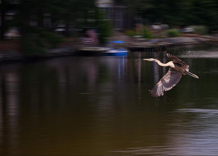 Blue Heron Greeting Card featuring the photograph Great Blue Heron in Flight by Kim Bemis