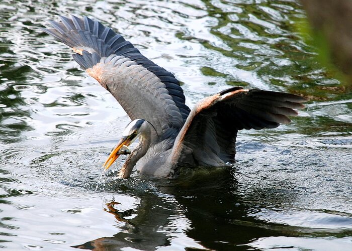 Heron Greeting Card featuring the photograph Great Blue Heron by Larry Ward