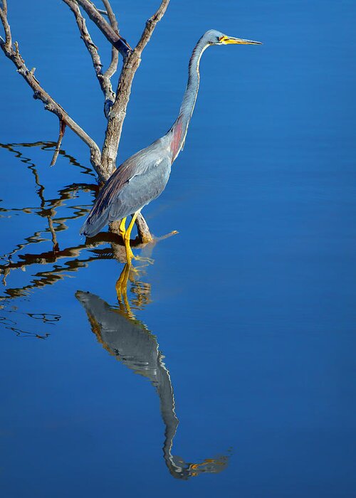 Herons Greeting Card featuring the photograph Tricolored Heron by Nikolyn McDonald
