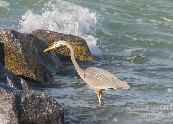 Heron Greeting Card featuring the photograph Great Blue Heron on the prey by Christiane Schulze Art And Photography