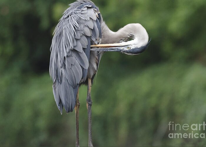 Great Blue Heron Greeting Card featuring the photograph Great Blue Heron Preens Horiz by Ilene Hoffman