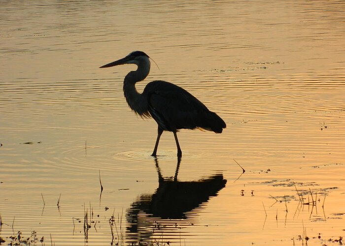 Great Greeting Card featuring the photograph Great Blue Heron Reflected by Nancy Spirakus