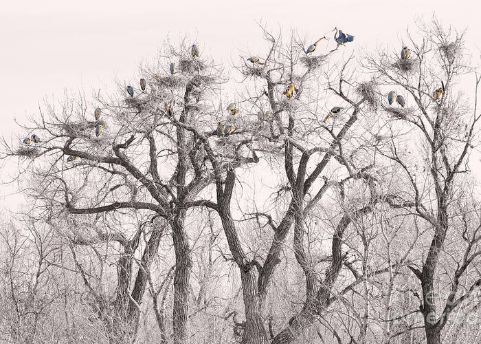 Animals Greeting Card featuring the photograph Great Blue Herons Colonies by James BO Insogna