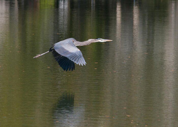 Heron Greeting Card featuring the photograph Great Blue over Green by Paul Rebmann
