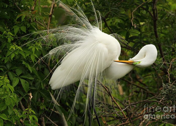 St Augustine Alligator Farm Rookery Greeting Card featuring the photograph Great Egret Displaying by Jennifer Zelik