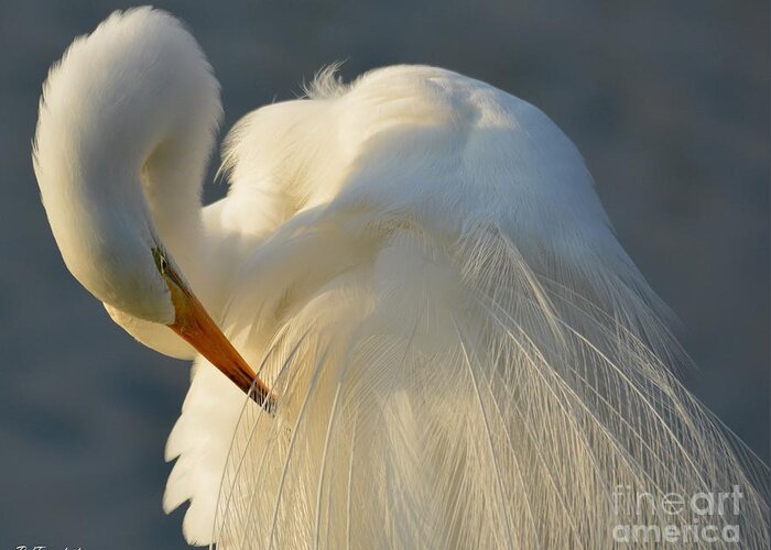 Grooming Great Egret Greeting Card featuring the photograph Great Egret Grooming by Patricia Twardzik