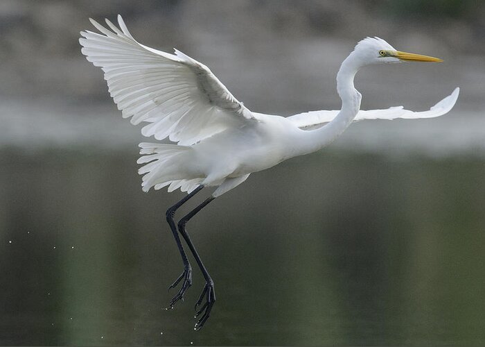 Feb0514 Greeting Card featuring the photograph Great Egret Landing Sarawak Borneo by Ch'ien Lee