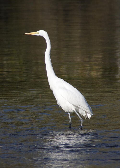 Nature Greeting Card featuring the photograph Great Egret by Mike Eckersley