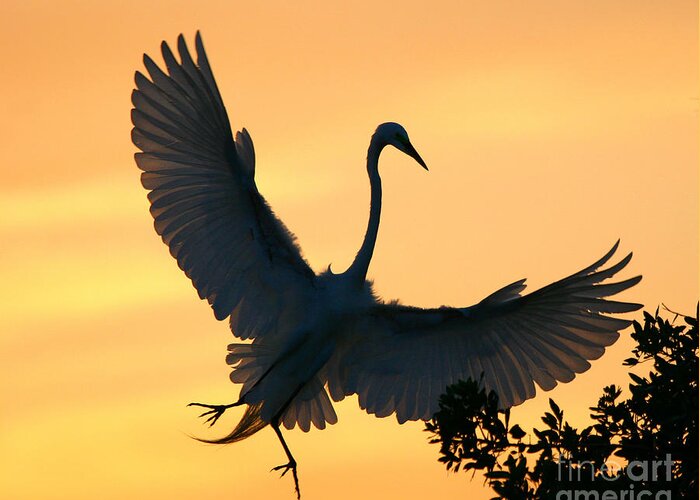 Egrets Greeting Card featuring the photograph Great Egret Air Ballet by John F Tsumas