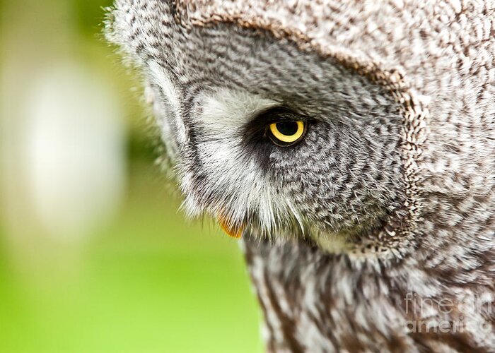 Owl Greeting Card featuring the photograph Great Gray Owl close up by Simon Bratt