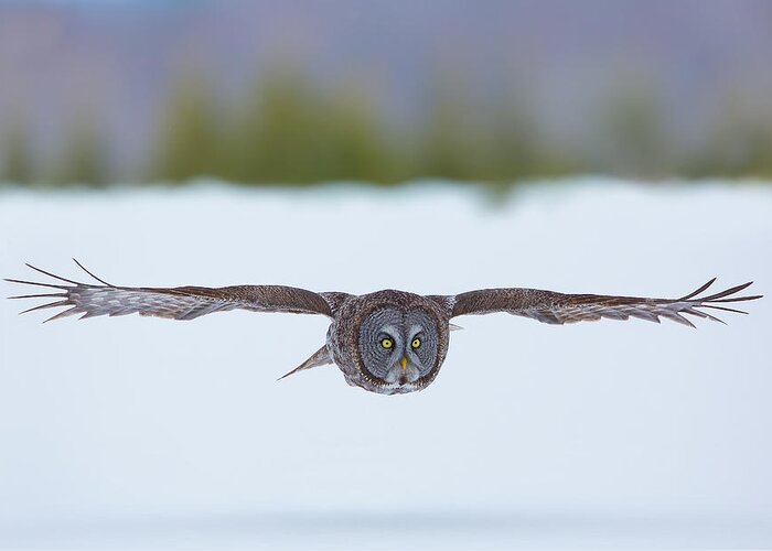 Great Gray Owl Greeting Card featuring the photograph Great Gray Owl by Dale J Martin