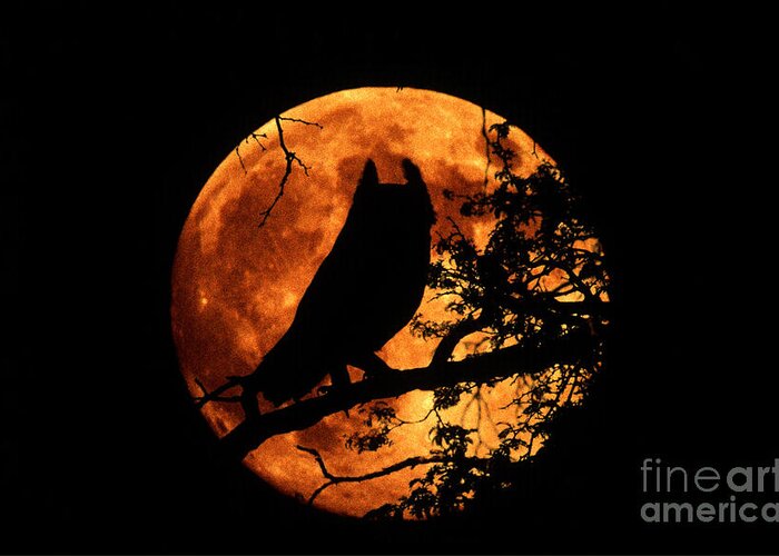 Animal Greeting Card featuring the photograph Great Horned Owl And Moon by Kenneth W Fink