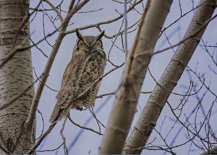 Bird Greeting Card featuring the photograph Great Horned Owl by Gary Hall