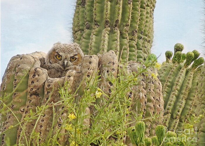 Bird Greeting Card featuring the photograph Great Horned Owlet in Saguaro by Marianne Jensen