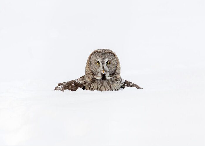 Snow Greeting Card featuring the photograph Great Owl Allocco Di Lapponia Strix by Amaurj
