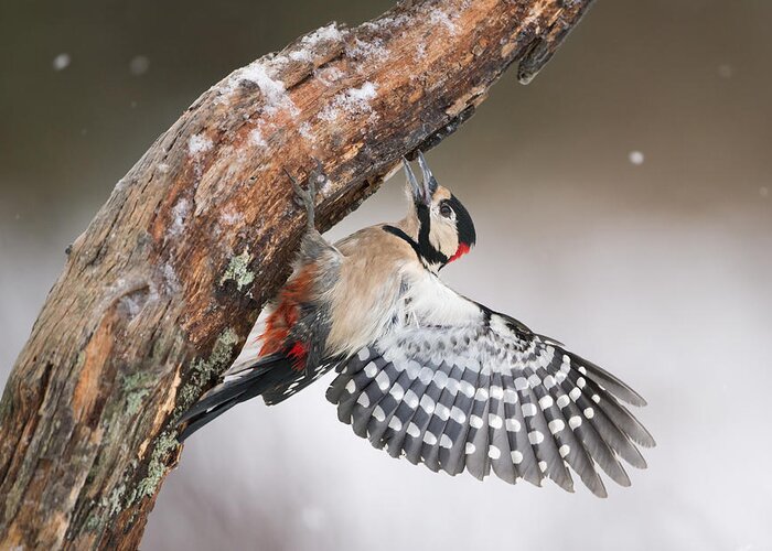 Nis Greeting Card featuring the photograph Great Spotted Woodpecker Male Sweden by Franka Slothouber