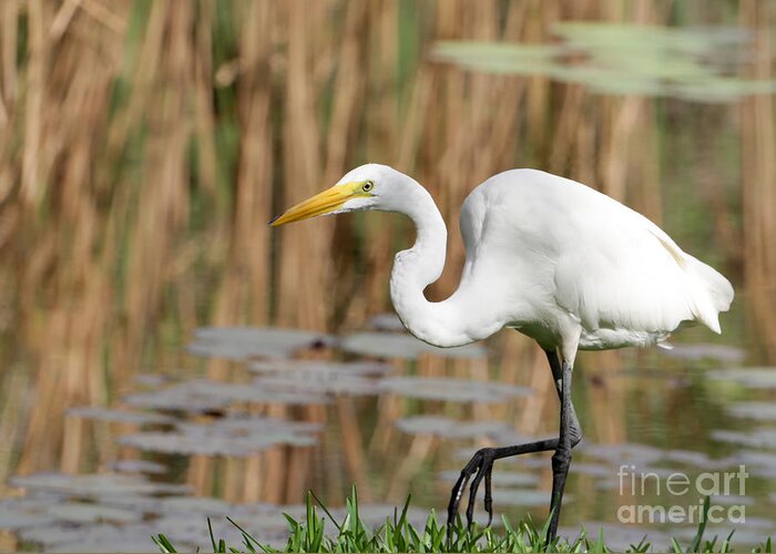 Egret Greeting Card featuring the photograph Great White Egret by the River by Sabrina L Ryan
