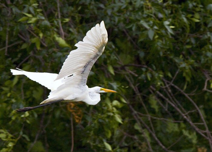 Great Blue Heron Photographs Greeting Card featuring the photograph Great White Egret Flying 1 by Vernis Maxwell