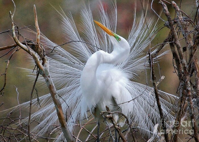 Birds Greeting Card featuring the photograph Great White Egret With Breeding Plumage by Kathy Baccari