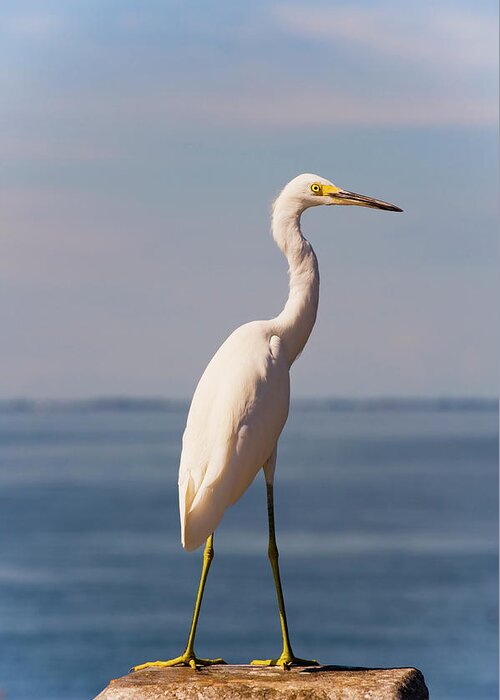 Animal Themes Greeting Card featuring the photograph Great White Heron by Thomas Winz