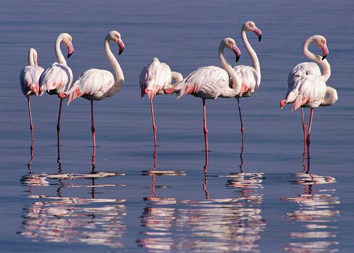00511137 Greeting Card featuring the photograph Greater Flamingo Group by Michael and Patricia Fogden