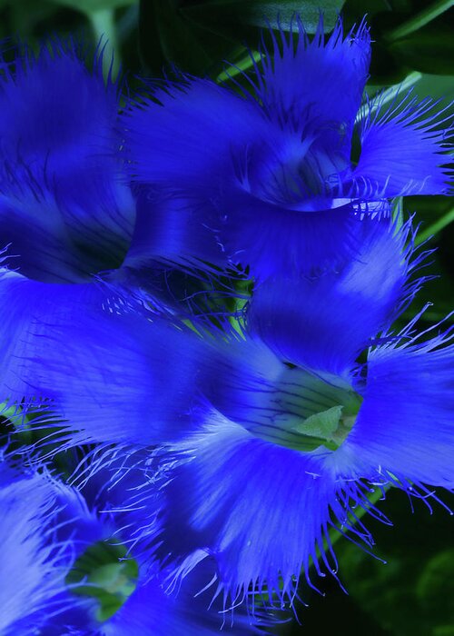 Autumn Greeting Card featuring the photograph Greater Fringed Blue Gentian by Gregory Scott