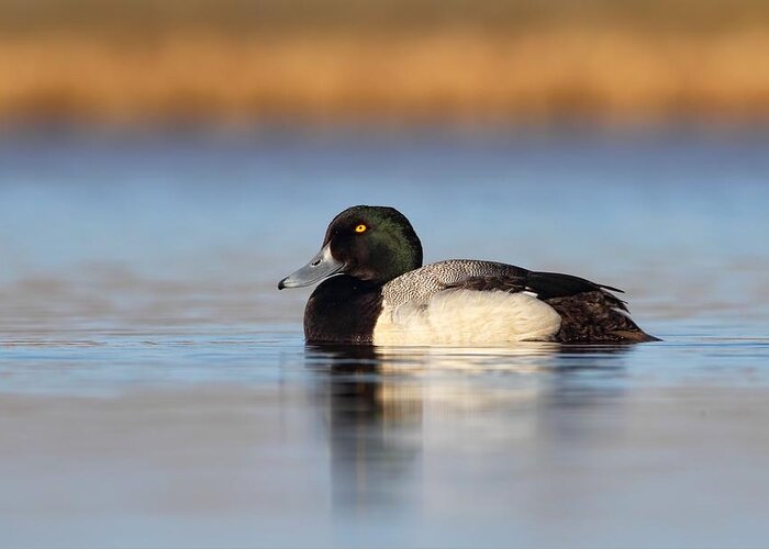 Greater Scaup Greeting Card featuring the photograph Greater Scaup by Daniel Behm