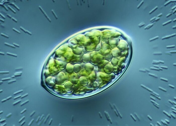 Alga Greeting Card featuring the photograph Green algae, light micrograph by Science Photo Library