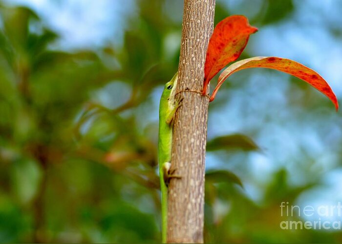 Green Anole Greeting Card featuring the photograph Green Anole by Julie Adair