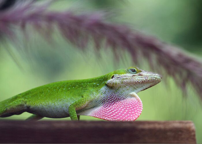 Green Anole Showing His Money Photograph By Cleveland Brown,Smoked Stuffed Pork Loin