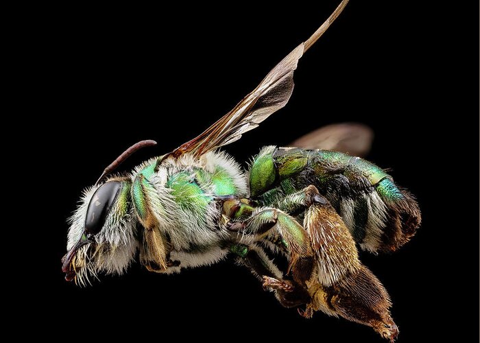 Identification Greeting Card featuring the photograph Green Burrowing Bee by Us Geological Survey