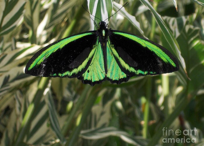 Butterfly Greeting Card featuring the photograph Green Butterfly by Brenda Brown