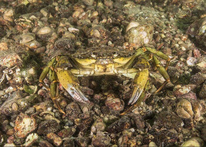 Green Crab Greeting Card featuring the photograph Green Crab by Andrew J. Martinez